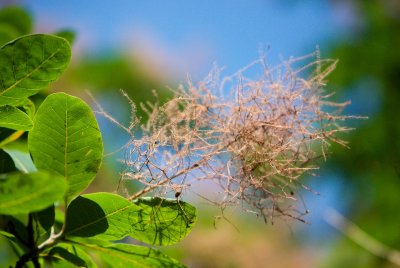 Cotinus coggygria - ruj vlasatá - květ odkvetlý